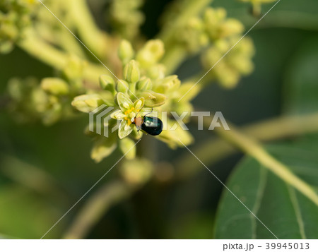 クスノキ科ワニナシ属の写真素材