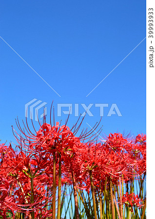 クラスタアマリリス レッドスパイダーリリー ハリケーンリリー 彼岸花の写真素材