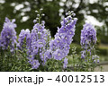 デルフィニウムのつぼみはイルカの形の写真素材