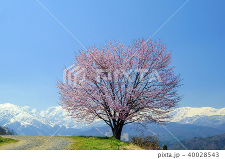 野平の一本桜の写真素材