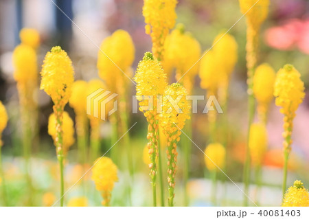 75 花 ブルビネラ 最高の花の画像