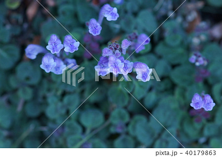 タツナミソウ 花 立浪草 植物の写真素材