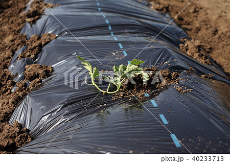 スイカ苗の写真素材