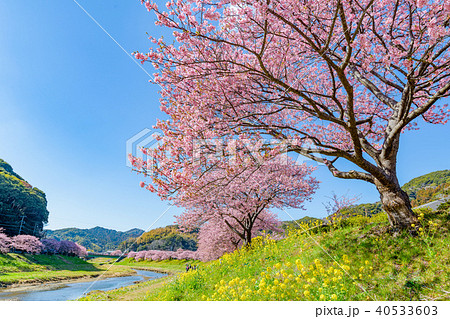 桜の花の壁紙の写真素材