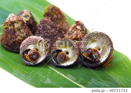 シッタカ貝の写真素材