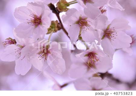 花 枝 桜 枝葉の写真素材