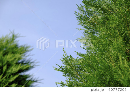 レイランドヒノキ ひのき ヒノキ 檜の写真素材