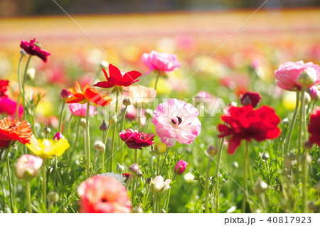 ラナンキュラス 花畑 花 咲くの写真素材