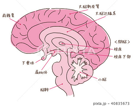 脳のイラスト素材集 ピクスタ