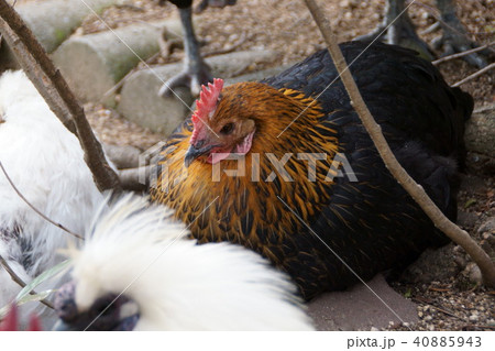 観賞用鶏の写真素材