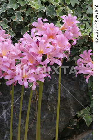 ツツラの写真素材 - PIXTA 