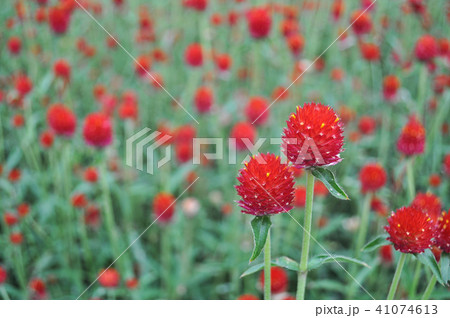 グローブアマランス 花の写真素材