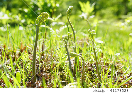 山麓の荒れ地に山菜のワラビ・・4