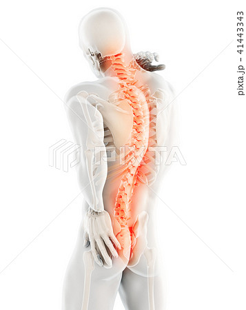 spinal Photos - PIXTA