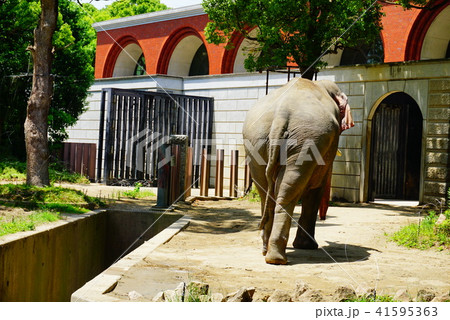 象の後ろ姿 動物の写真素材