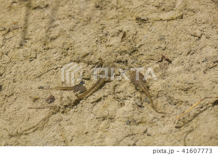 オタマジャクシ 手足 水の中 おたまじゃくしの写真素材
