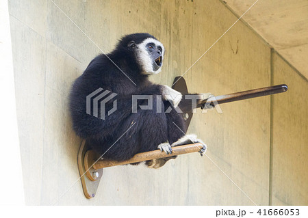 サル 手長猿 旭山動物園 テナガザルの写真素材