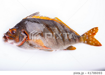 ギンタ 魚の写真素材