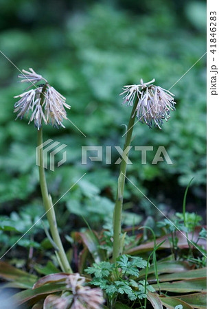 猩猩袴の写真素材