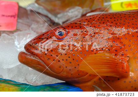 アカジンミーバイ魚の写真素材 - PIXTA