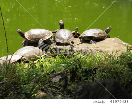 亀戸天神社 天満宮 江東区亀戸 亀の写真素材