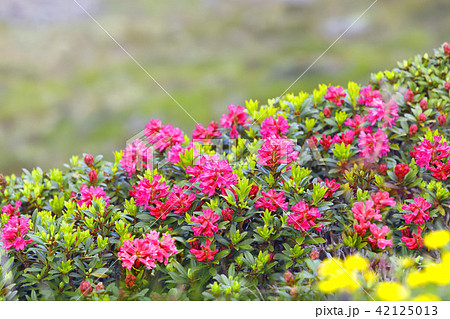 アルペンローゼ 花 植物 高山植物の写真素材