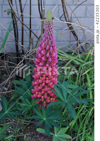 羽団扇豆の写真素材