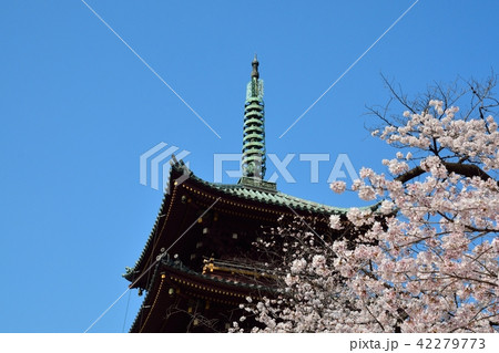 旧 寛永寺五重塔の写真素材