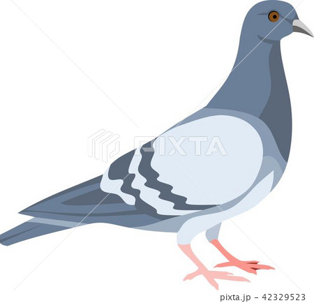 鳩 灰色の写真素材 - PIXTA