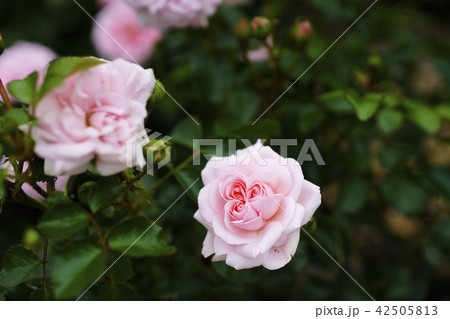 フロリバンダローズ ホーム ガーデン 薔薇 バラの写真素材