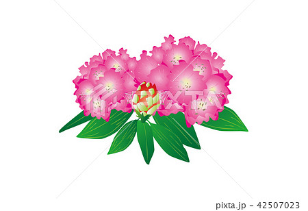 シャクナゲ 石楠花 しゃくなげ 花のイラスト素材