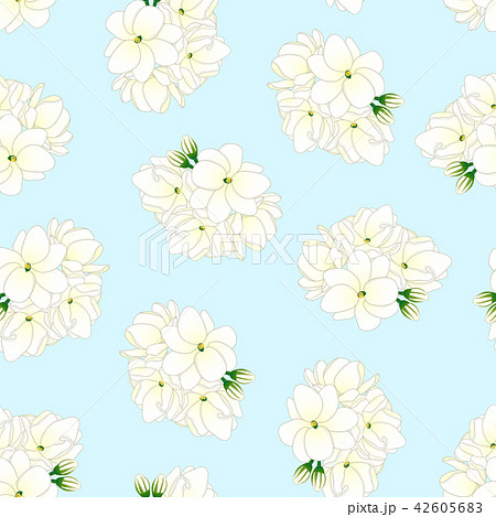 アラビアジャスミンのイラスト素材