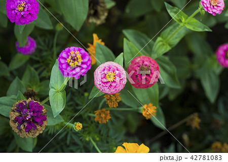 花 枯れた花 枯れる ヒャクニチソウの写真素材