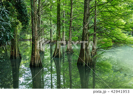 篠栗九大の森の写真素材 - PIXTA