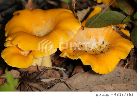 タマゴタケ きのこ オレンジ色 植物の写真素材
