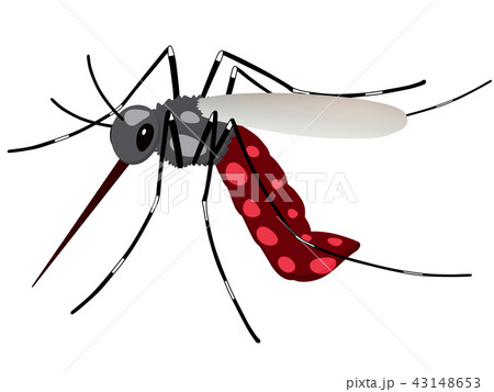 ヤブ蚊の写真素材