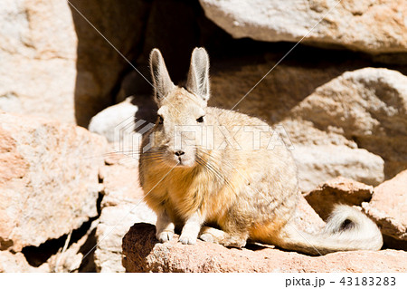 Southern Viscacha Photos