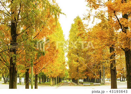 鶴見緑地公園 紅葉 秋 メタセコイアの写真素材