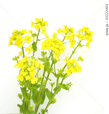 葉の花ページ クラフトパンチ春のお花と葉っぱのセット〜たんぽぽ デイジー