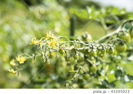 とまと トマト 花 雄しべの写真素材