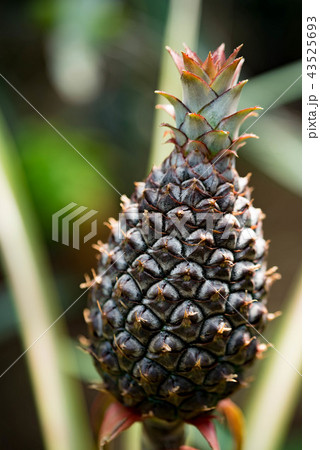 フルーツ パイナップル 収穫前 植物の写真素材