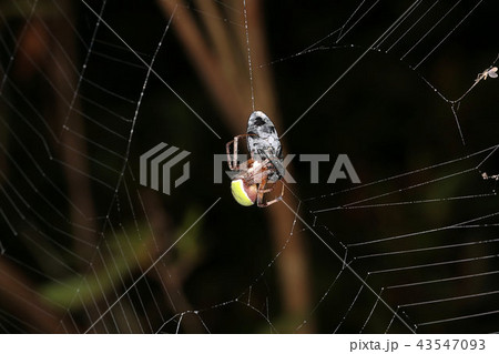 蜘蛛 捕食 蜘蛛の巣 夜の写真素材