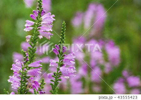 トラノオ 紫色の花の写真素材