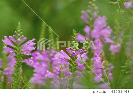 トラノオ 紫色の花の写真素材