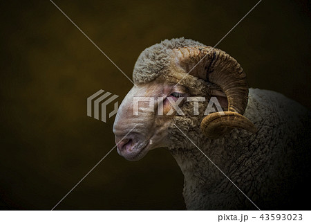 羊 未 顔 角の写真素材