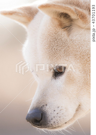 イヌ 犬 ペット ポチの写真素材 - PIXTA