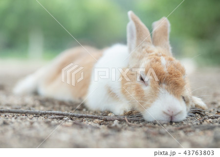 うさぎ 寝そべる ウサギ 兎の写真素材