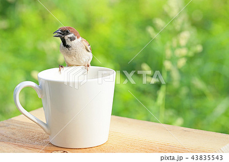 なつく スズメの写真素材
