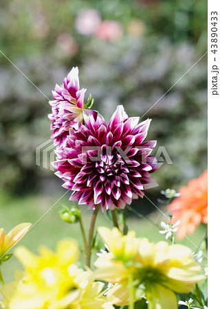 ダリア ダリーナマキシ の写真素材