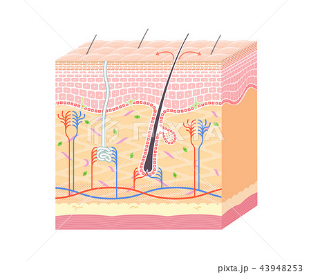 皮膚のイラスト素材